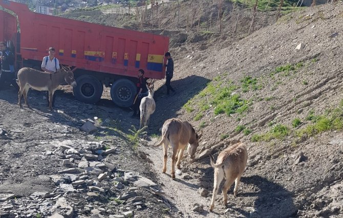 Hakkari’de Sahipsiz Eşekler Şehir Dışına Çıkartıldı