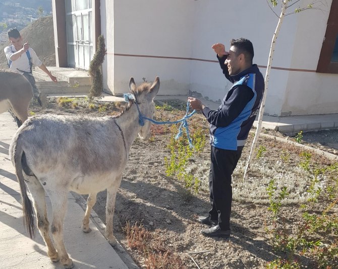 Hakkari’de Sahipsiz Eşekler Şehir Dışına Çıkartıldı