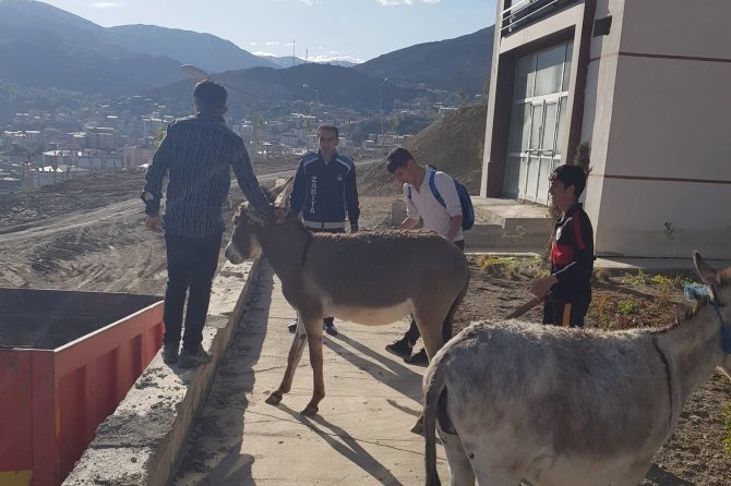Hakkari’de Sahipsiz Eşekler Şehir Dışına Çıkartıldı