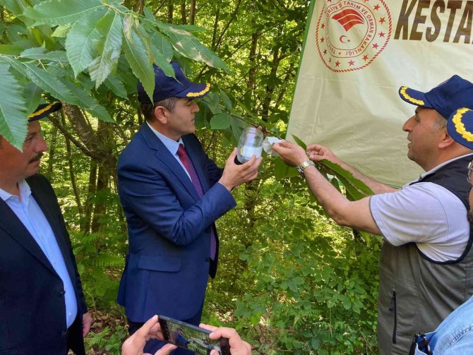 Terminatör Böcekler ’Gal Arısı’ İle Mücadele Edecek