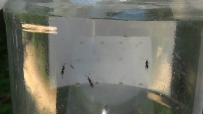 Terminatör Böcekler ’Gal Arısı’ İle Mücadele Edecek