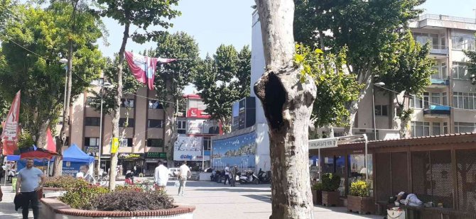 Pendik’te Şaşırtan Görüntü: Arılar Ağaç Kovuğuna Yuva Yaptı