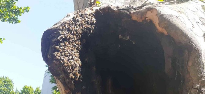 Pendik’te Şaşırtan Görüntü: Arılar Ağaç Kovuğuna Yuva Yaptı