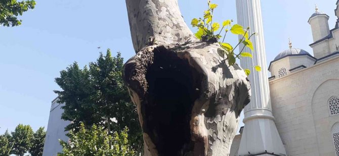 Pendik’te Şaşırtan Görüntü: Arılar Ağaç Kovuğuna Yuva Yaptı