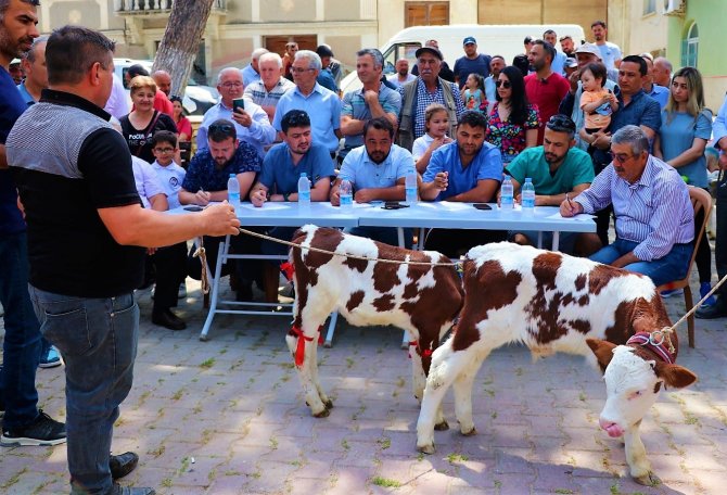 Jüri En Güzel Buzağını Belirlerken Zorlandı