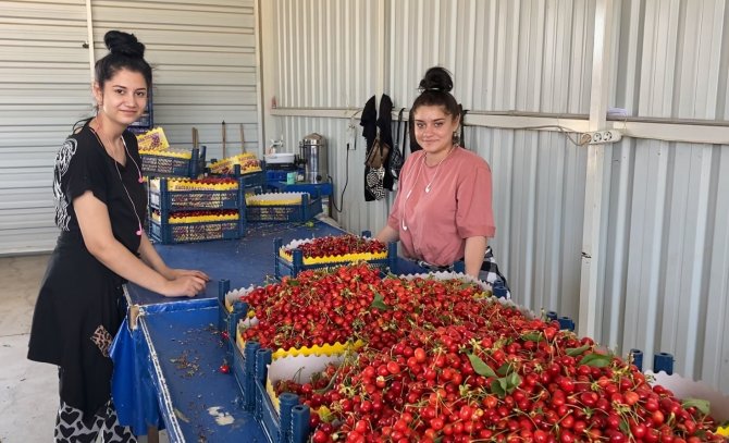 Sancaklıbozköy Kiraz Pazarı Yüz Güldürüyor