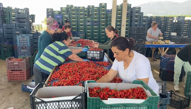 Sancaklıbozköy Kiraz Pazarı Yüz Güldürüyor
