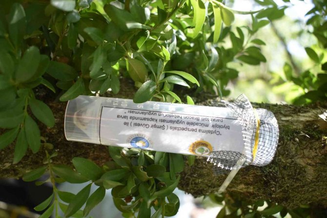 Şimşir Güvesi Zararlısıyla Mücadelede Biyolojik Çalışmalar Sürüyor