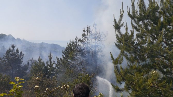 Sinop’ta Orman Yangını