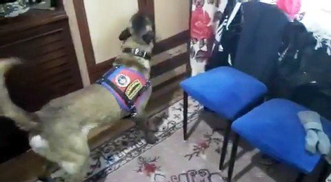 Sivas’ta Narkotik Köpekli Şafak Operasyonu