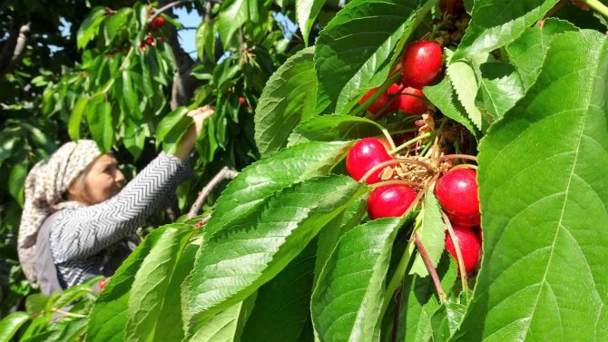 Tokat’ta Turfanda Kiraz Hasadı Başladı