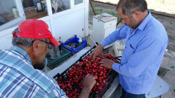 Tokat’ta Turfanda Kiraz Hasadı Başladı