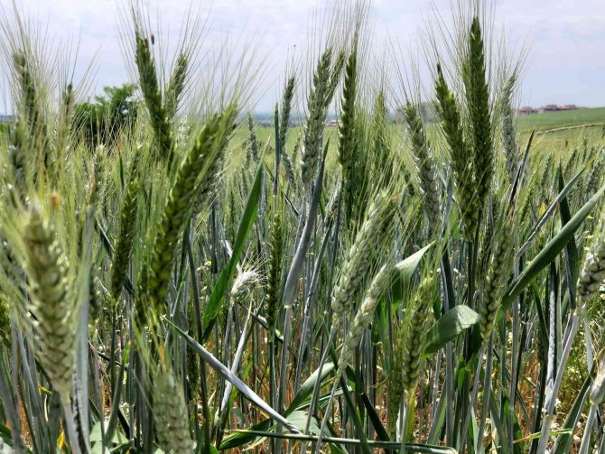 Yağışların Buğday Rekoltesini Arttırması Bekleniyor
