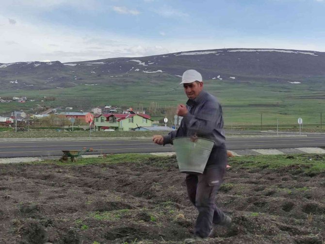 Ardahanlı Çiftçiler Mahsullerini İki Ay Geç Ekti