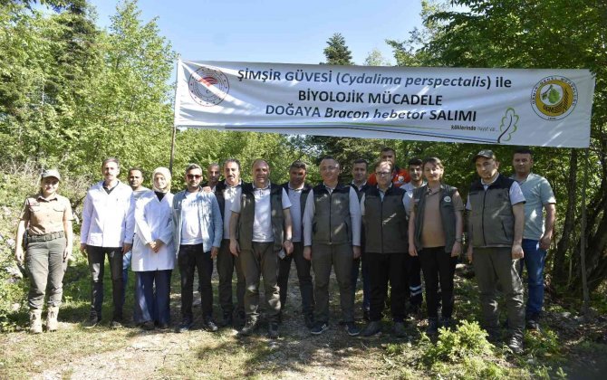 Şimşir Güvesi Zararlısıyla Mücadelede Biyolojik Çalışmalar Sürüyor