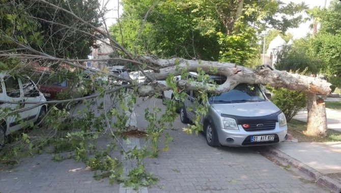 Ağaç Park Halindeki Aracın Üzerine Devrildi