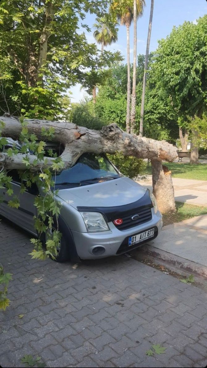 Ağaç Park Halindeki Aracın Üzerine Devrildi