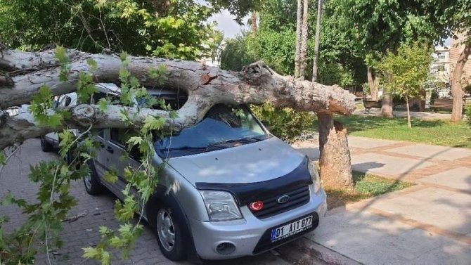 Ağaç Park Halindeki Aracın Üzerine Devrildi