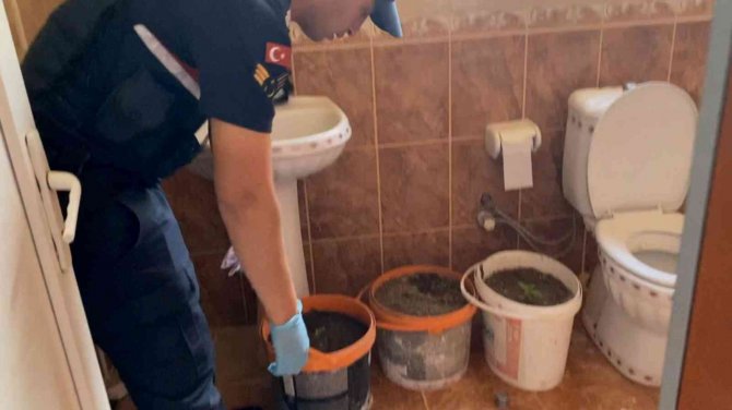 Banyoda Boya Kovalarında Kenevir Üretimine Jandarma Darbesi