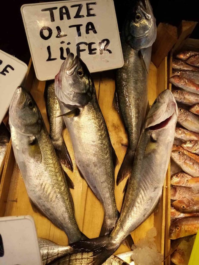 Olta Lüferi Balıkçıların Yüzünü Güldürüyor