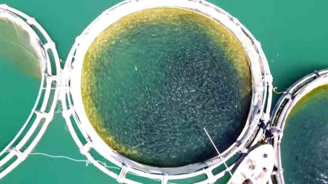 Bozkırın Ortasında Yozgat’ta Üretiliyor, Denizli’de İşlenip Uzak Doğu Ve Avrupa Ülkelerine İhraç Ediliyor