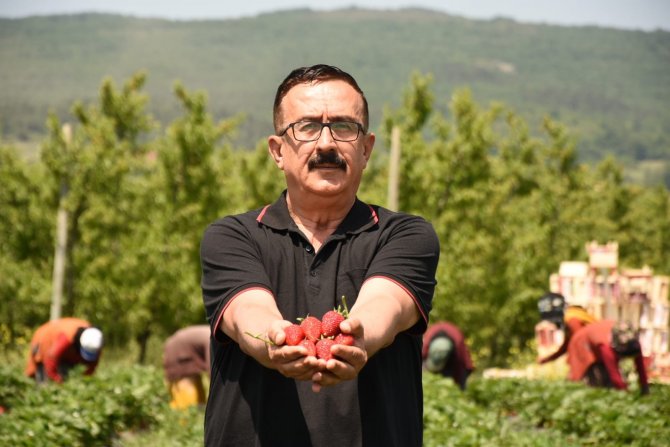 ’Çilek Köyü’nde İlk Hasat Başladı; 5 Ülkeye İhraç Edilecek