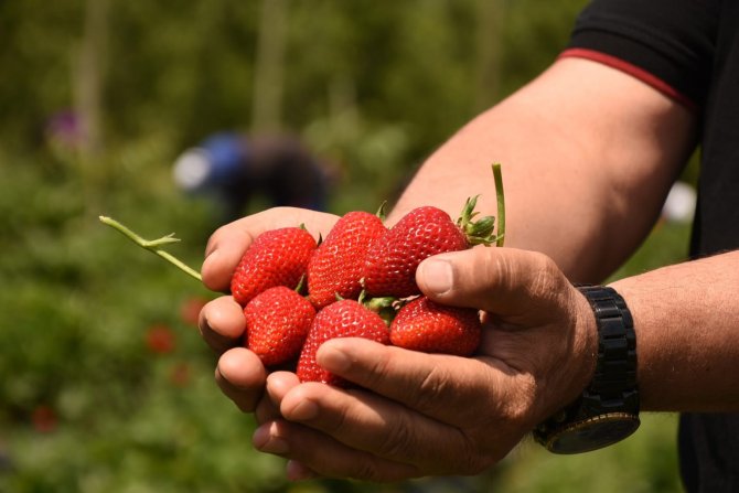 ’Çilek Köyü’nde İlk Hasat Başladı; 5 Ülkeye İhraç Edilecek