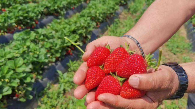 ’Çilek Köyü’nde İlk Hasat Başladı; 5 Ülkeye İhraç Edilecek
