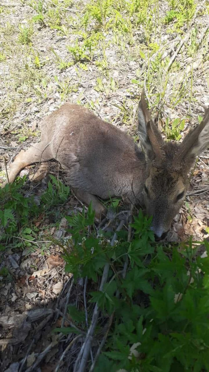 Mantar Toplamak İçin Gittiği Arazide Yaralı Karaca Yavrusu Buldu