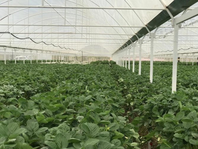 Mühendis Çift Mesleklerini Bırakıp Çilek Serası Kurdu