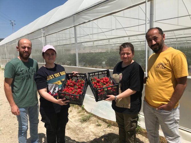 Mühendis Çift Mesleklerini Bırakıp Çilek Serası Kurdu
