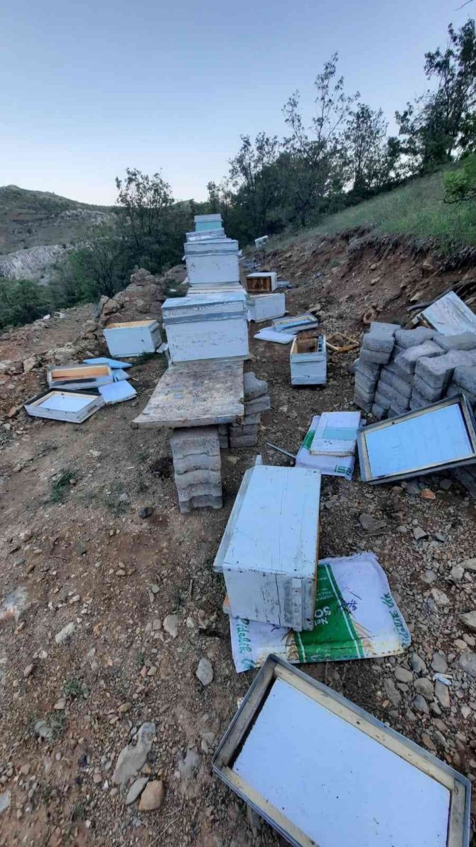 Elazığ’da Ayılar Arı Kovanlarını Parçaladı