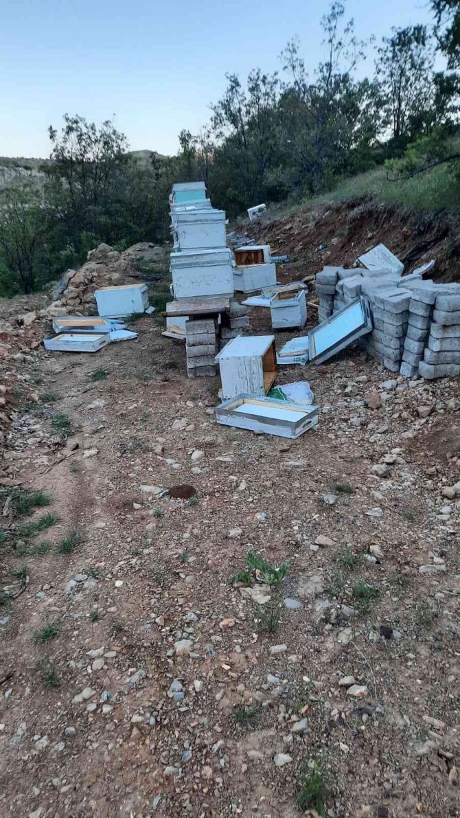 Elazığ’da Ayılar Arı Kovanlarını Parçaladı