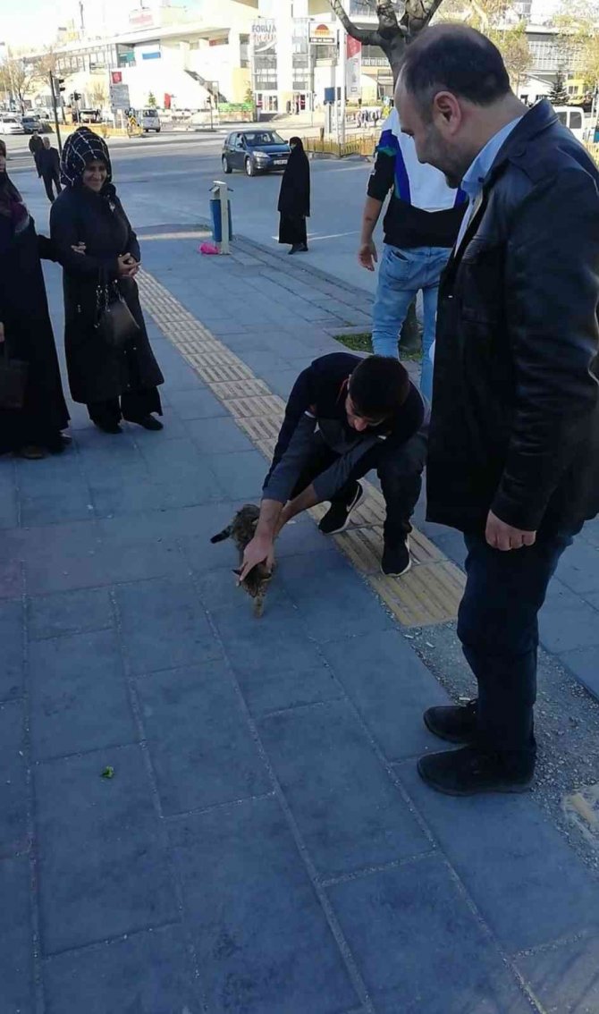Erzurum’da Kedi Kurtarma Operasyonu