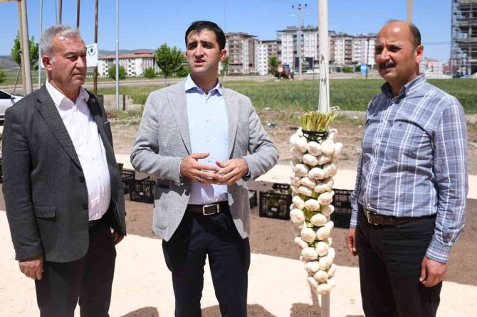 Sarımsak Ve Firik Üreticileri Altın İçin Yarıştı