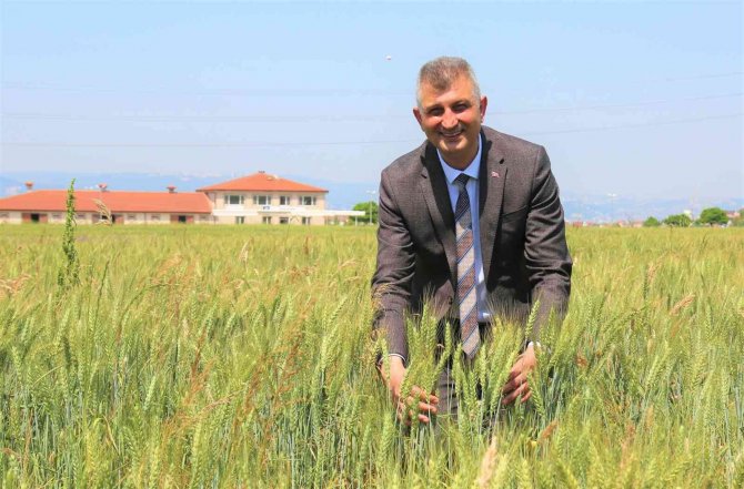 Gölcük’te Buğday Yetişiyor