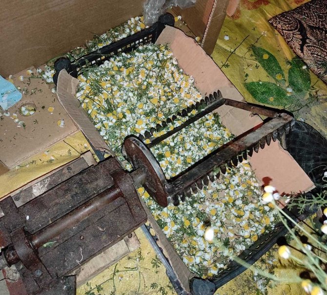 Hisarcık’ta Papatya Ailelerin Gelir Kaynağı Oldu