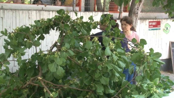Kadıköy’de İlginç Anlar: Otomobilin Üzerine Devrilen Ağaçtan Dut Topladılar