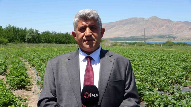 Malatya’da Çilek ’Kadın Elinde’ Yetişiyor