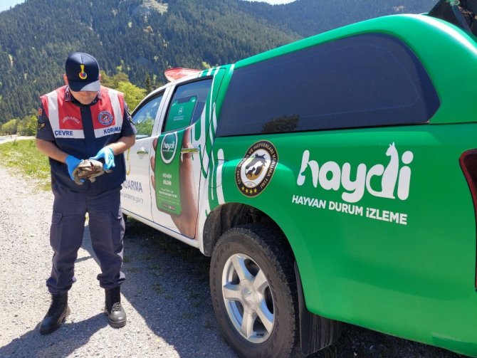 Jandarma Ekiplerinin Bulduğu Yaralı Kaplumbağa Tedavi Altına Alındı