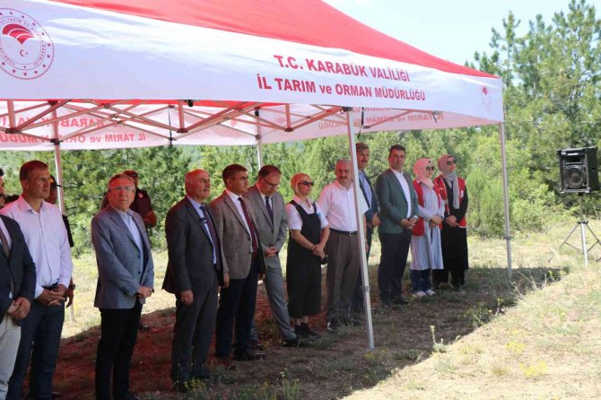 Karabük’ün Yerli Domatesi Maniyenin Fideleri Toprakla Buluştu