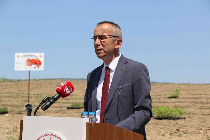 Karabük’ün Yerli Domatesi Maniyenin Fideleri Toprakla Buluştu