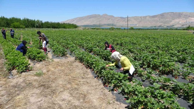 Malatya’da Çilek ’Kadın Elinde’ Yetişiyor