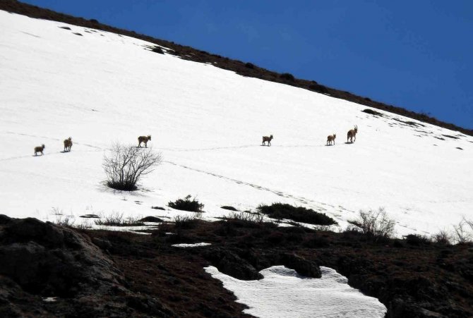Munzur Dağlarına Yabani Hayvanlar Renk Katıyor