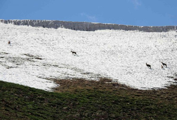 Munzur Dağlarına Yabani Hayvanlar Renk Katıyor