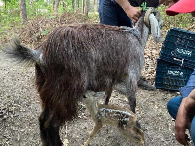 Ormanlık Alanda Bulunan 4 Yavru Karaca Keçi Sütü İle Hayata Tutundu
