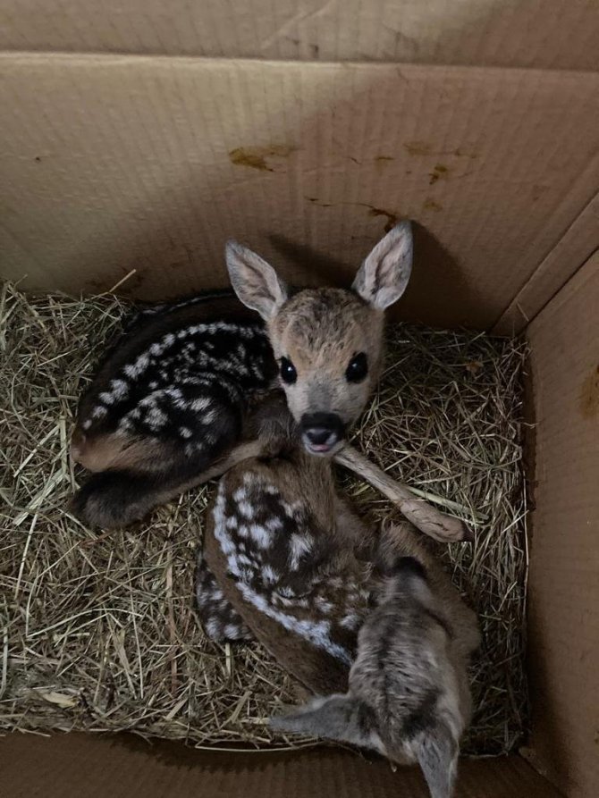 Ormanlık Alanda Bulunan 4 Yavru Karaca Keçi Sütü İle Hayata Tutundu