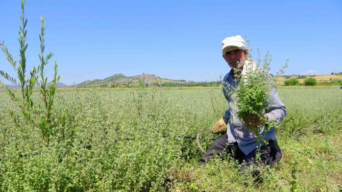 Osmaniye’de Üretilen Kekikler Filistin’e İhraç Ediliyor