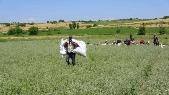 Osmaniye’de Üretilen Kekikler Filistin’e İhraç Ediliyor