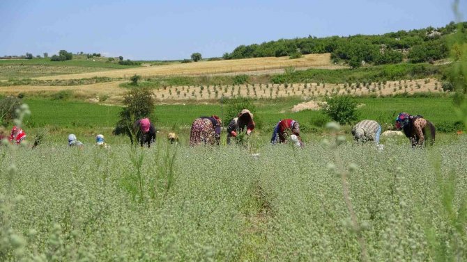 Osmaniye’de Üretilen Kekikler Filistin’e İhraç Ediliyor